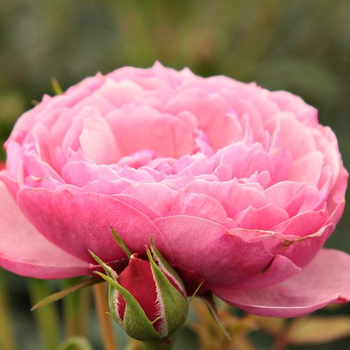 Online rózsa kertészet - törpe - mini rózsa - rózsaszín - Rosa Punch™ - diszkrét illatú rózsa - PhenoGeno Roses - Nagyvirágú, illatos minirózsa. Ideális teraszok díszítésére.